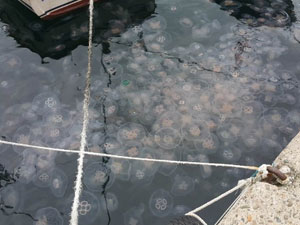 Denizanaları sahili istila etti