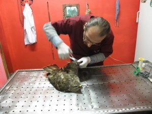 Trabzon'da yasak avlananlar cezayı yedi