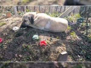 Böyle vefa görülmedi