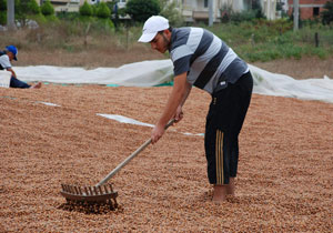 Fındığın tarihi gelişimi