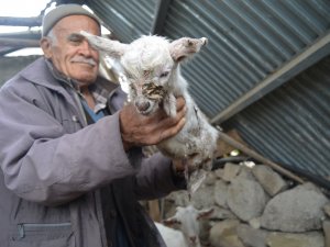 Oğlak ayaksız doğdu!