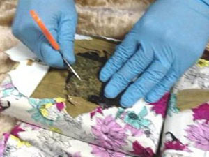 Gümüşhane'de esrar avı!