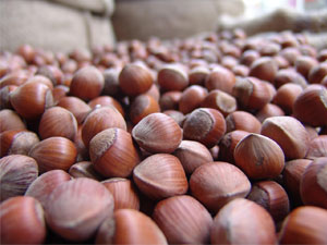 400 kilo fındık kayıplara karıştı