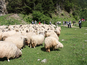 Trabzon'da orman köylüsüne destek