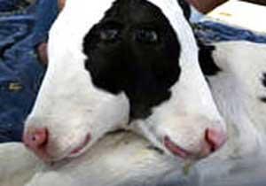 İki Kafalı İnek Doğdu