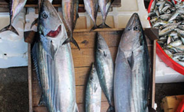 Hamsi üzdü palamut sevindirdi