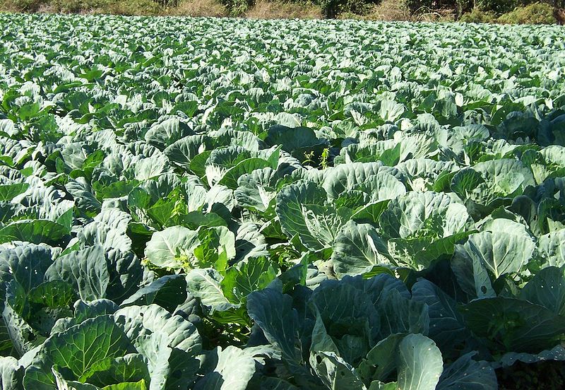 Şifa deposu karalahana