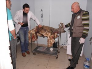 Trabzon'da karacaya köpekler saldırdı