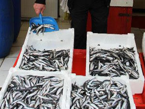 Hamsi'yi en çok onlar alıyor