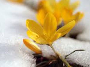 Rize'de yalancı bahar çiçekleri vurdu