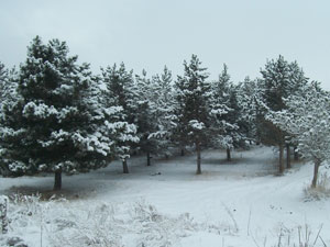 Çam ağaçları kara dayanamadı