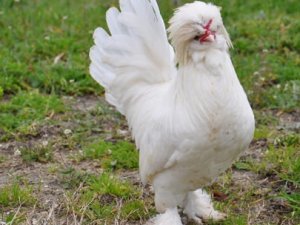 Bu tavuğun fiyatı dudağınızı uçuklatacak