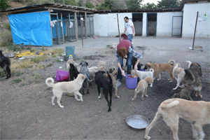Şehirlerin başı boş sorunu "Köpekler"