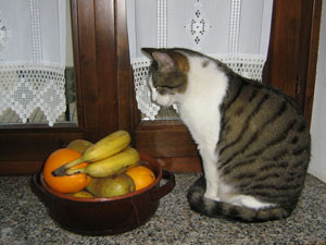 Vejeteryan mama sosyal medyayı karıştırdı