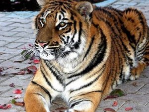 11.katta 11 kaplan beslerken yakalandılar