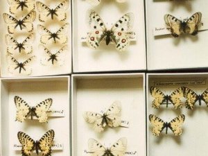 Bakanlık 54 böcek tespit etti