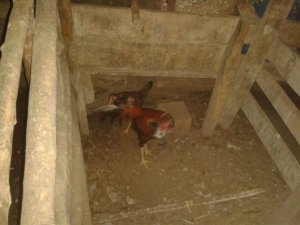 Jandarmadan Karadeniz'de  horoz dövüşü baskını