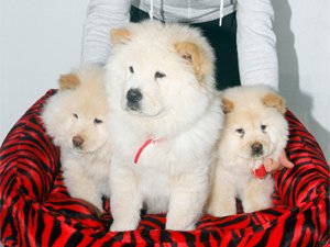 Rizeli'nin Çin aslanı sevgisi