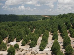 Trabzon'da bereket ormanı oluşturuldu