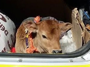 Trabzon'da buzağının bagaj keyfi