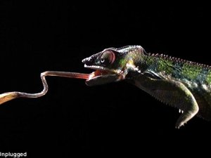 Savaş uçağından 4 kat hızlı bukalemun