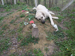 Hergün mezarın başına geliyor