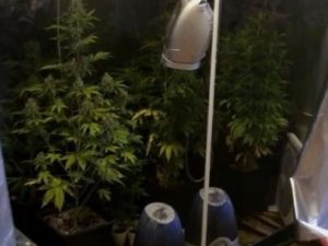 Daireyi esrar serasına çevirmiş!