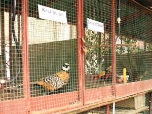 Taksi durağını kuş cennetine çevirdi