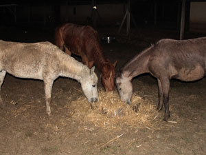Kesilmedik at bırakmadılar