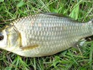 Giresun'da av yasağı