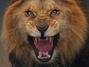 Bu fotoğraf 3 metreden çekildi!