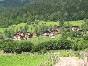 "Doğu Karadeniz gen merkezi"