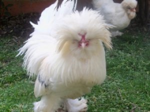 Bu tavuğun yumurtası 20 lira