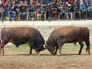 Artvin'de sezonun ilk boğa güreşleri sona erdi