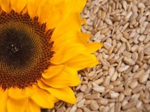 Ay çekirdeğinin faydaları saymakla bitmiyor