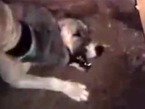 Genelkurmay o köpek için harekete geçti!