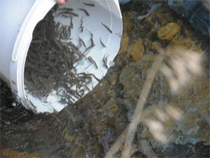 Trabzon'daki alabalıklar yeniden yuvalarında