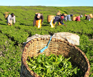 120 kişi kura ile belirlenecek Noter huzurunda kura çekilecek