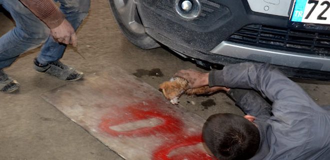 10 kaporta ustası yavru kedi için seferber oldu