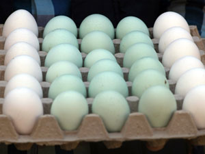 Bu yumurtaları gören şaşırıyor...