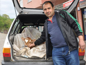 Hasta buzağıya özel araba