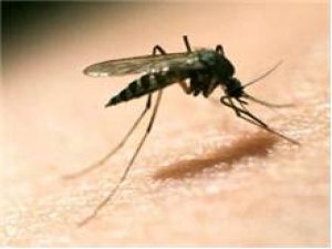 Yılda 580 bin can alıyor!