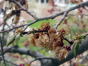 Don bahçeleri vurdu