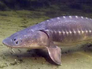 Trabzon'da karar verildi! Koruma altında...