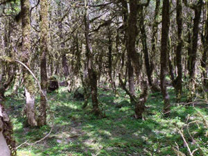 Dünyada sadece Karadeniz'de var ama...