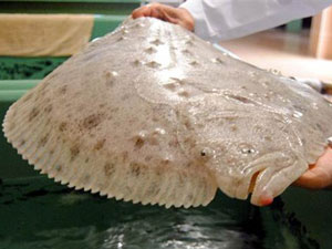 Trabzon'da "Kalkan" seferberliği