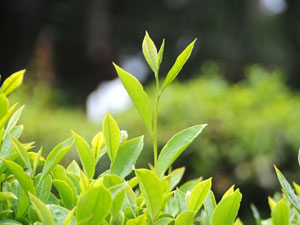 Kaçak çayda büyük tehlike