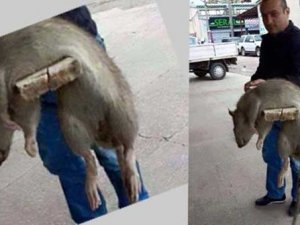 Böyle fare görmediniz!