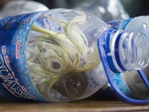 Boş su şişesinde hayvan kaçakçılığı