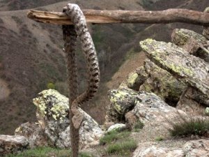 Köy sakinleri diken üzerinde...